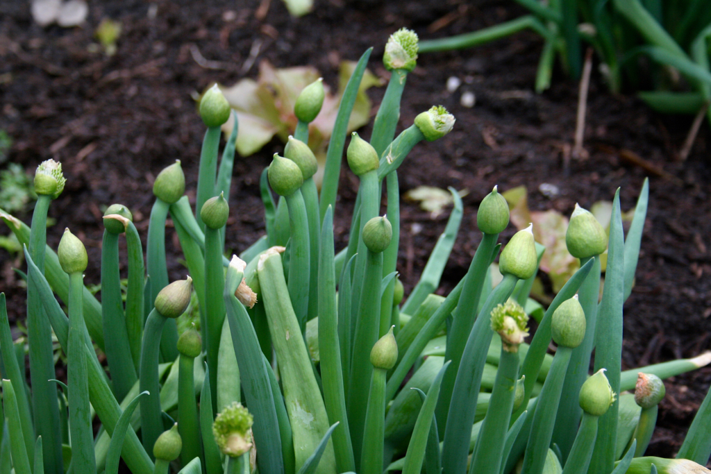 Welsh onions starting to flower